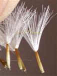  Cypselae with pappus